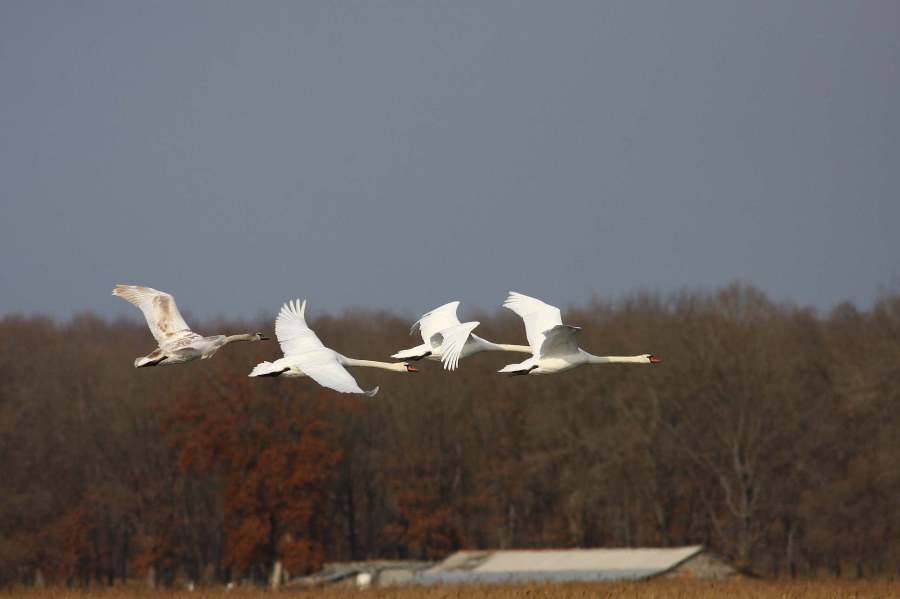 Mute Swan