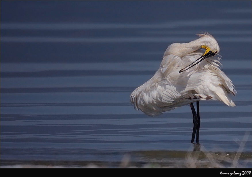 Eurasian Spoonbill