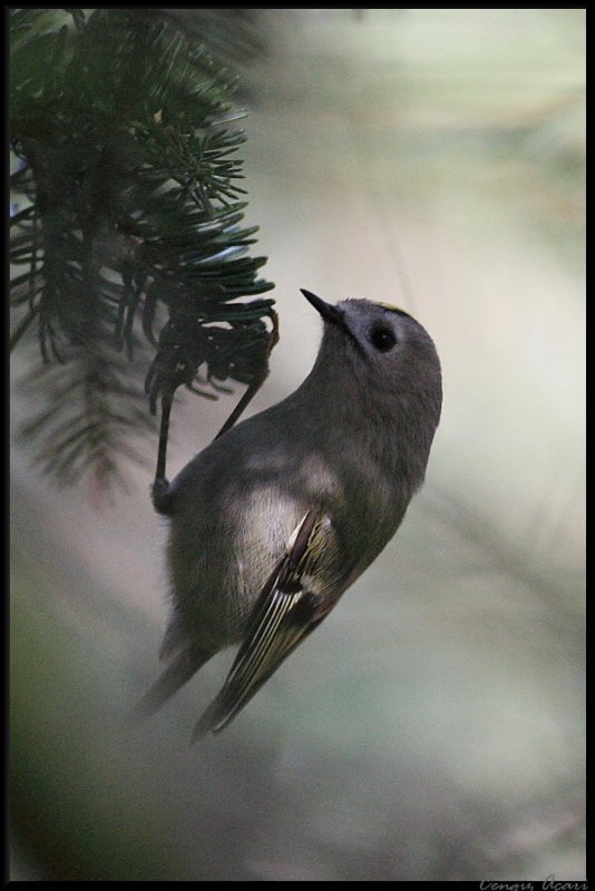 Goldcrest