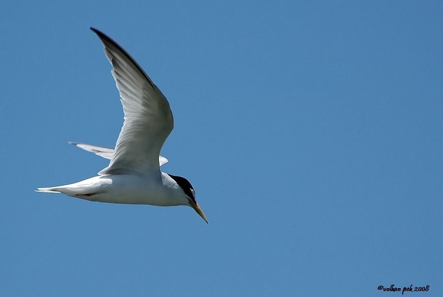 Little Tern