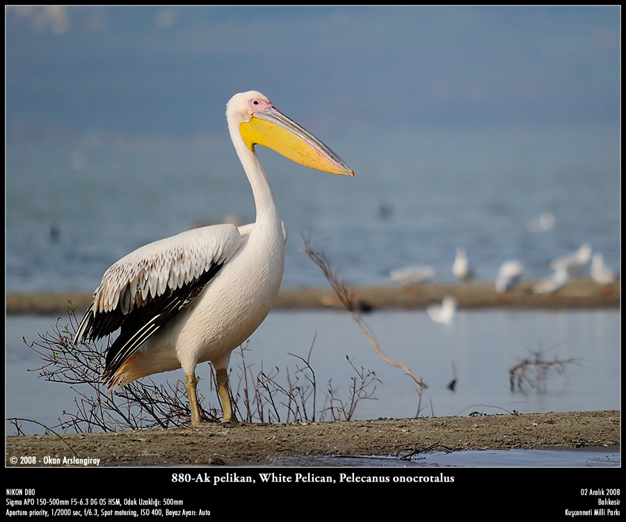 Great White Pelican
