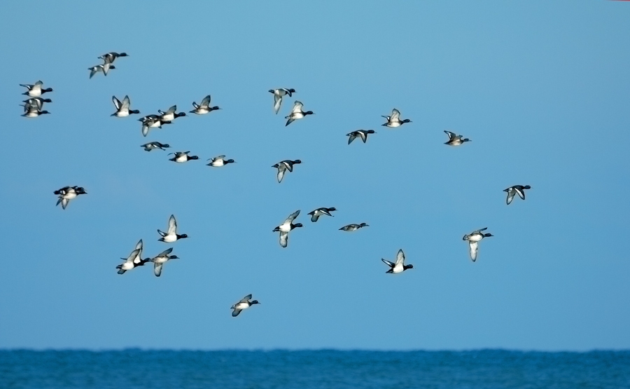 Tufted Duck