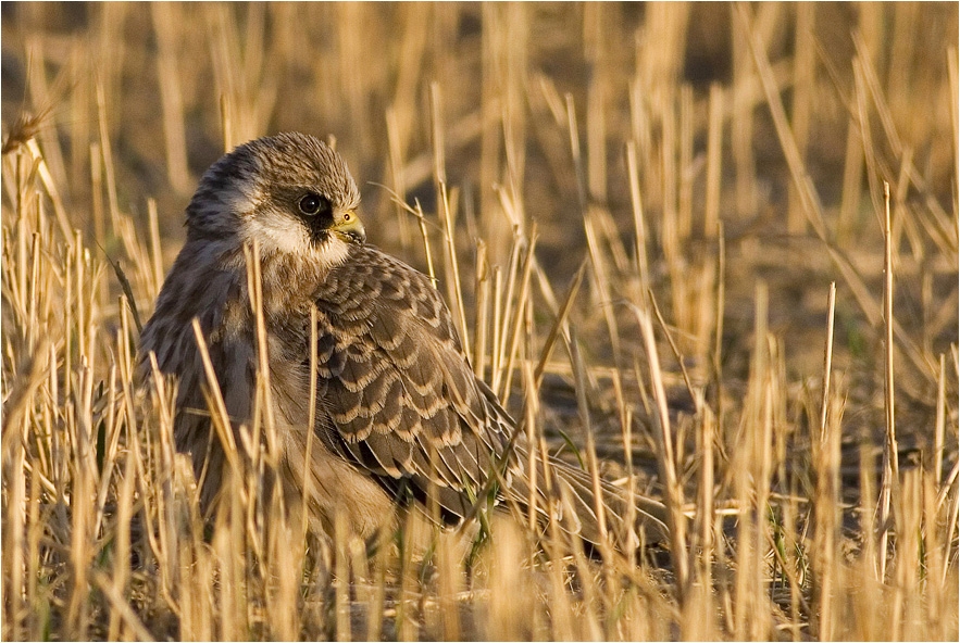 Red-footed Falcon