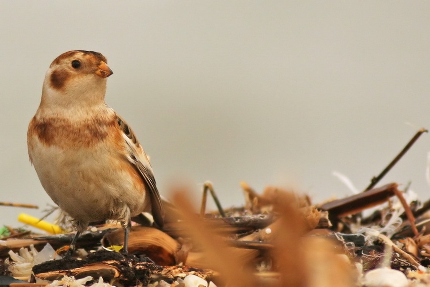 Snow Bunting