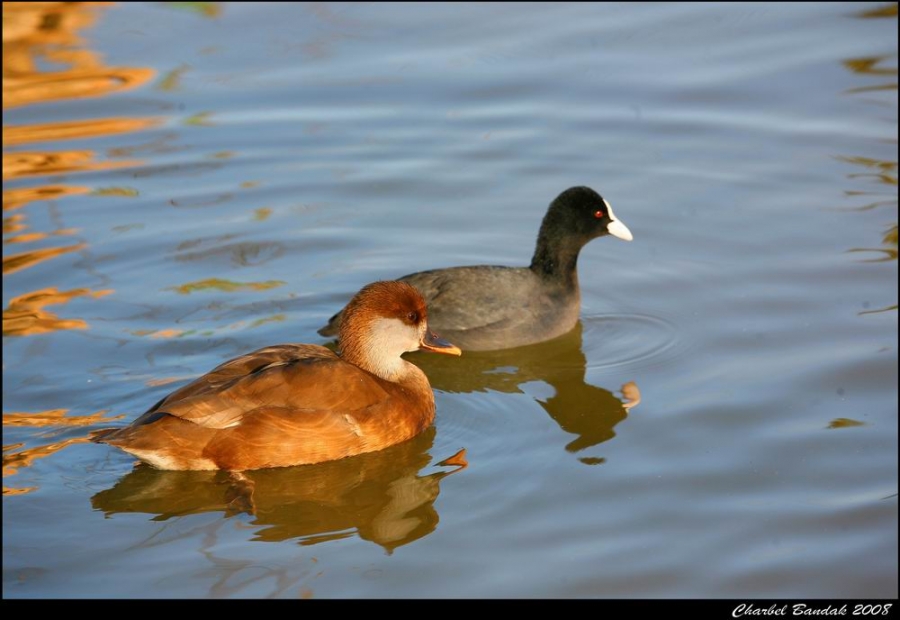 Red-crested Pochard