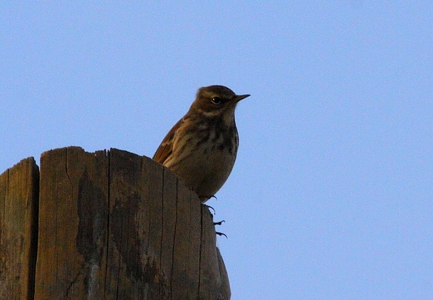 Water Pipit
