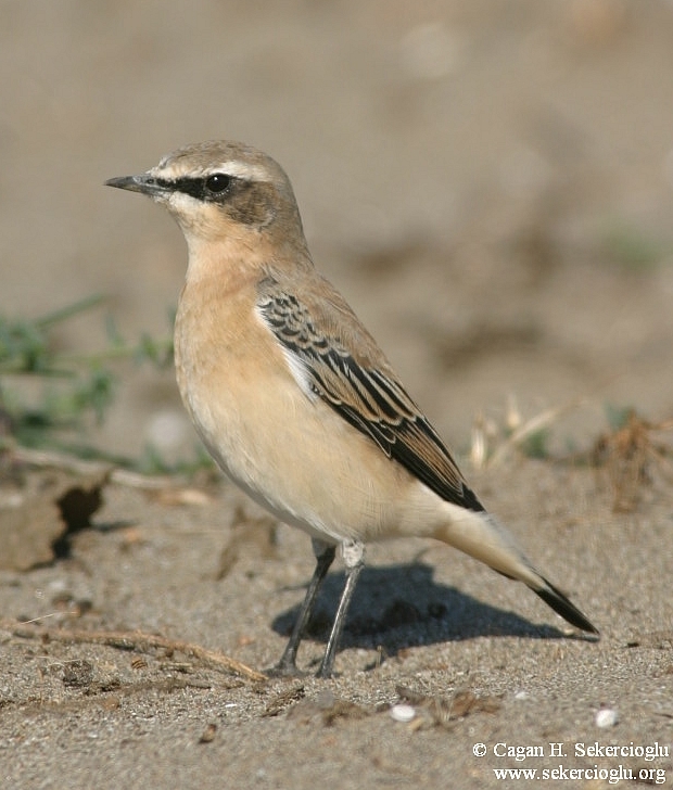Northern Wheatear