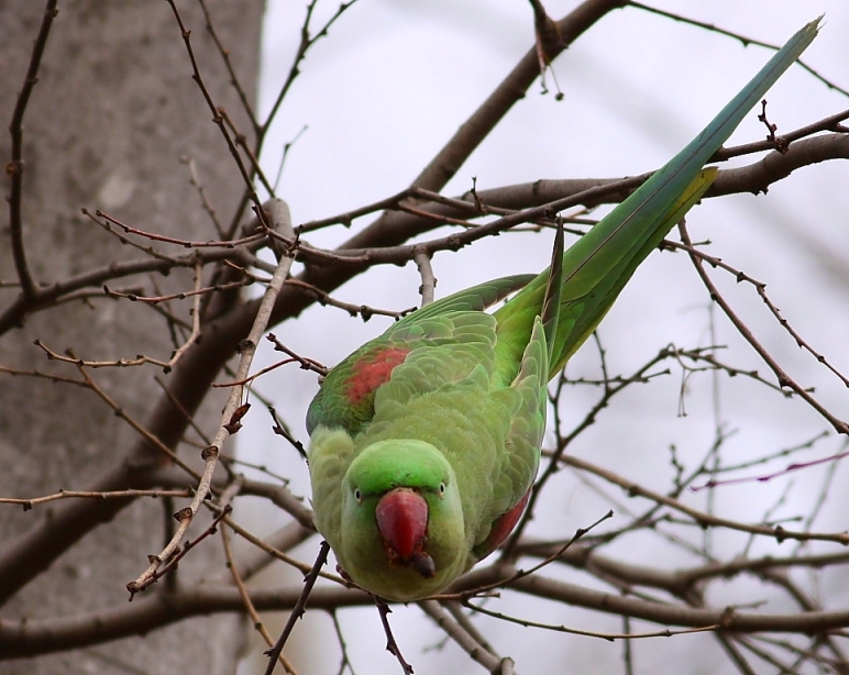 Alexandrine Parakeet