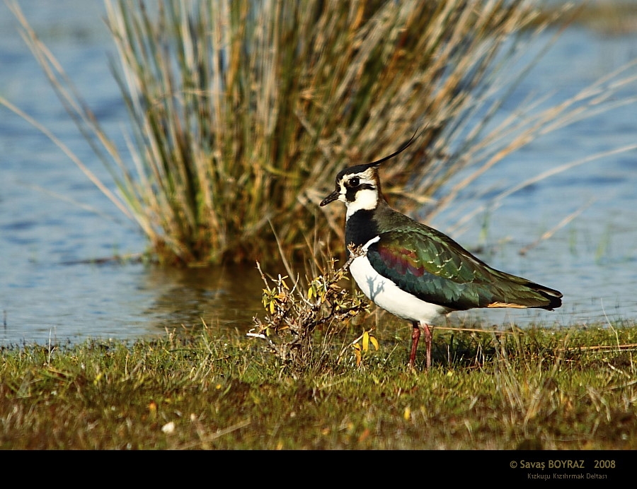 Northern Lapwing