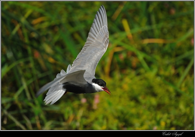 Whiskered Tern
