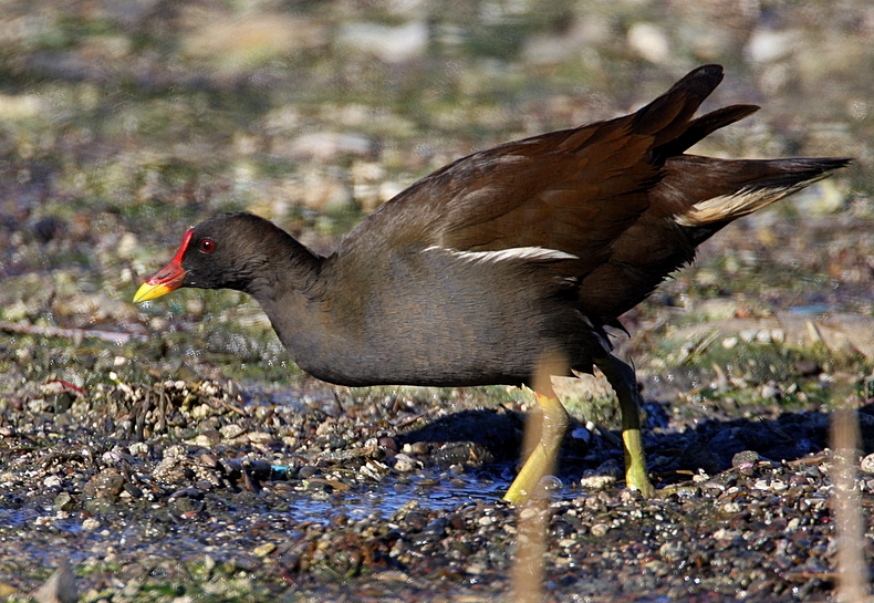 Common Moorhen