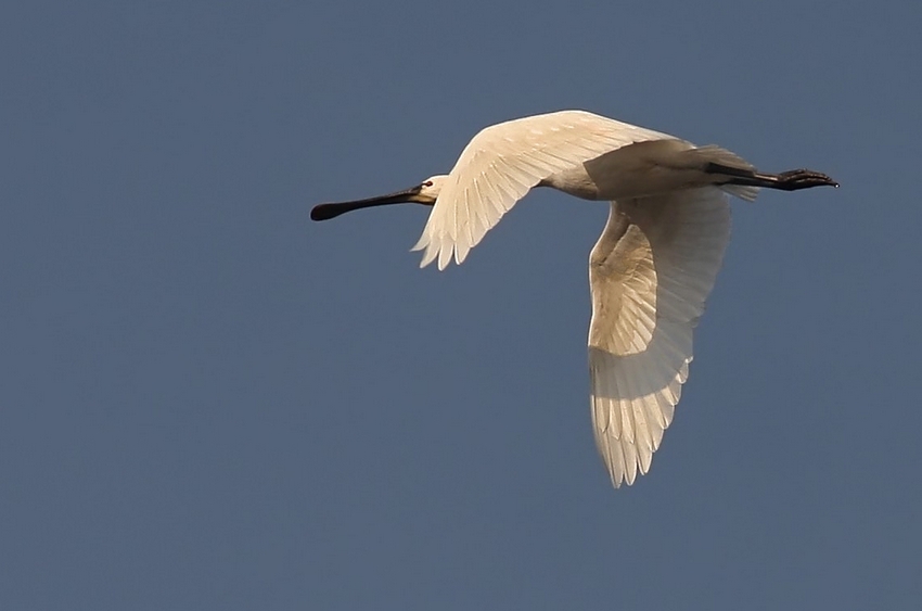 Eurasian Spoonbill