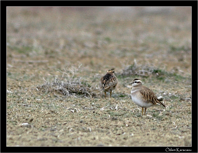 Eurasian Dotterel
