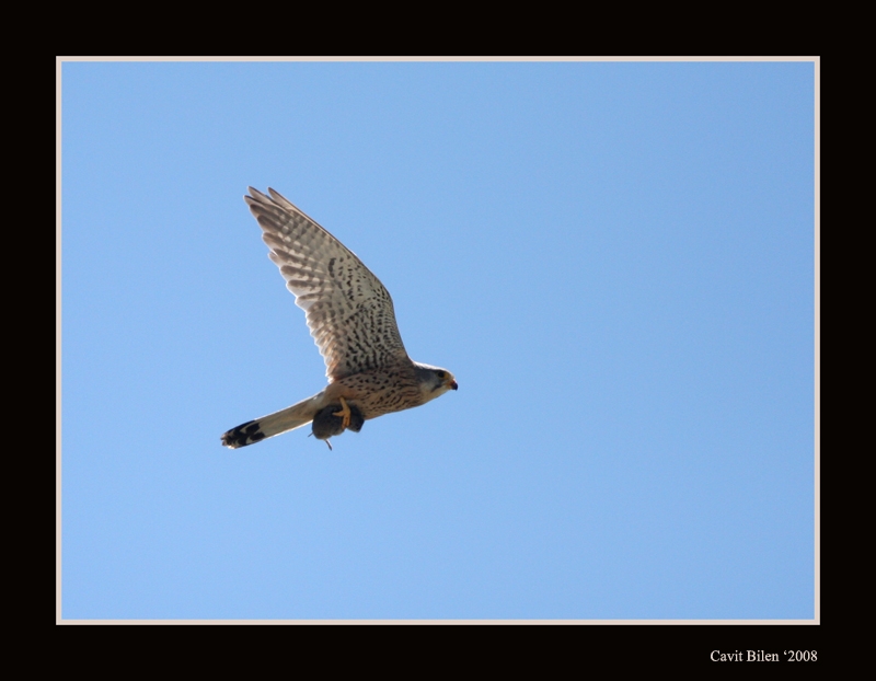 Common Kestrel