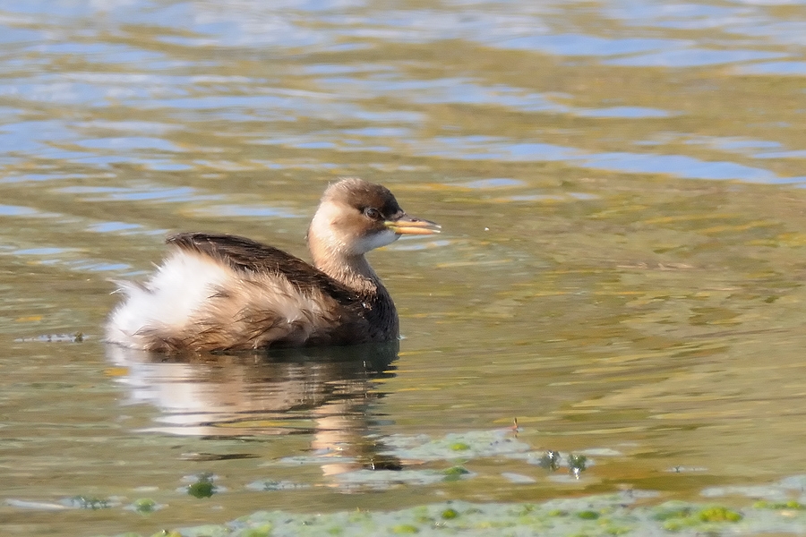 Little Grebe
