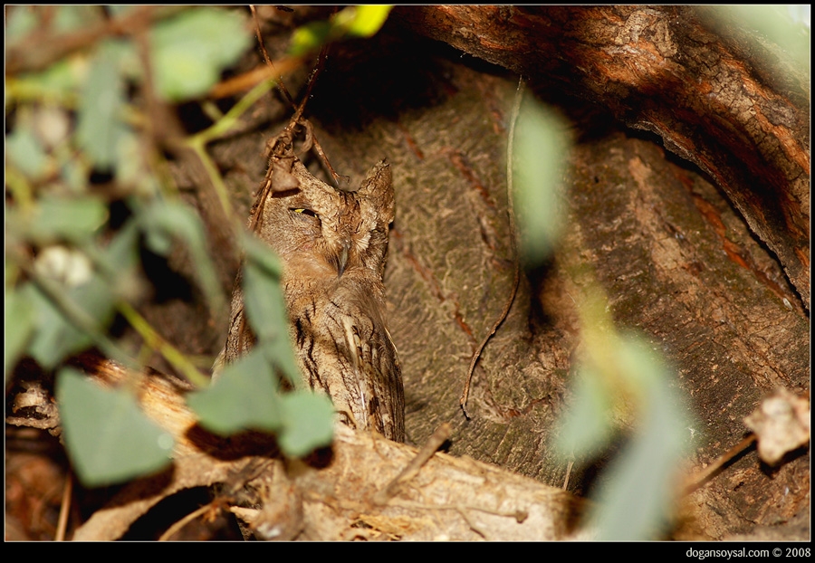 Eurasian Scops Owl