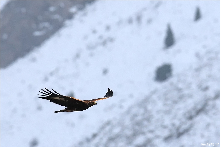 Golden Eagle