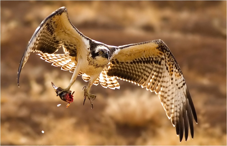 Osprey