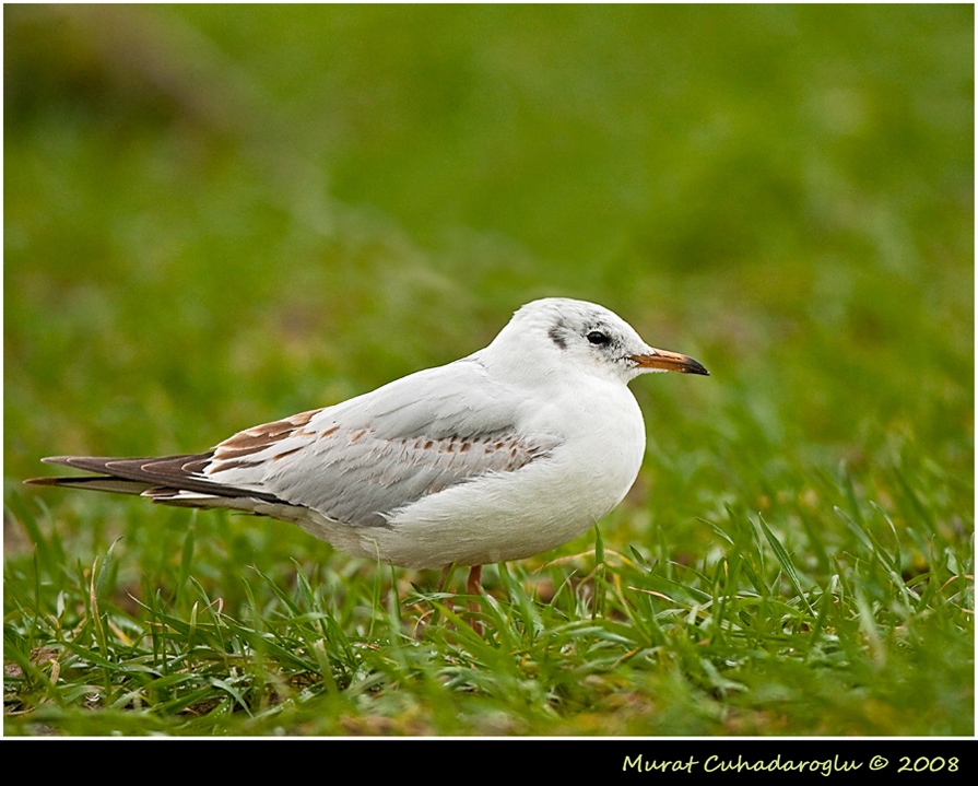 Black-headed Gull