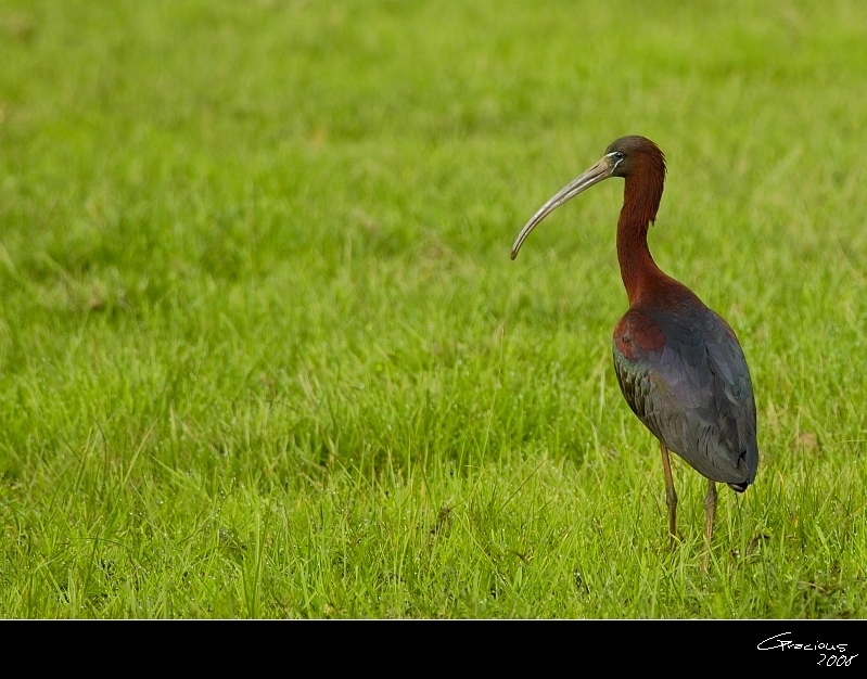 Glossy Ibis
