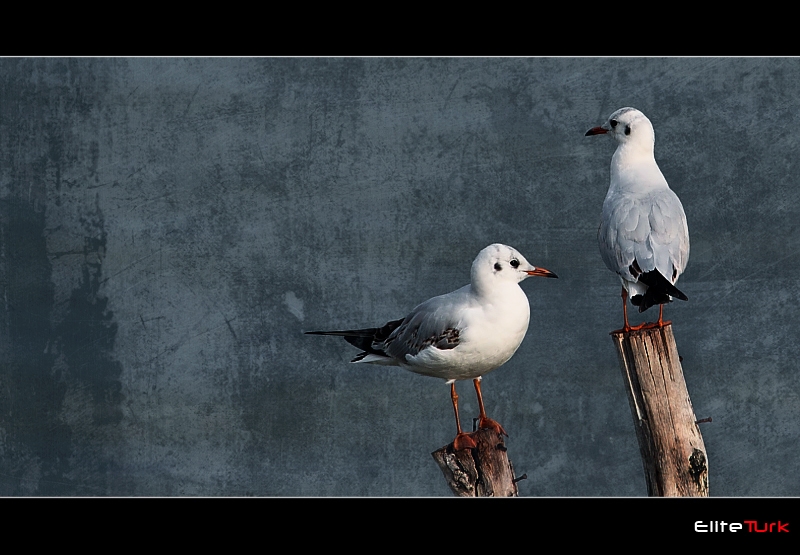 Black-headed Gull