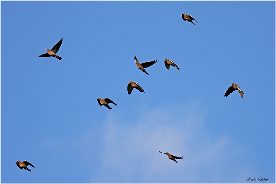 Common Wood Pigeon