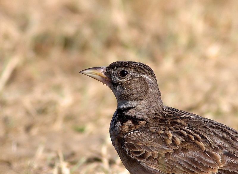 Calandra Lark