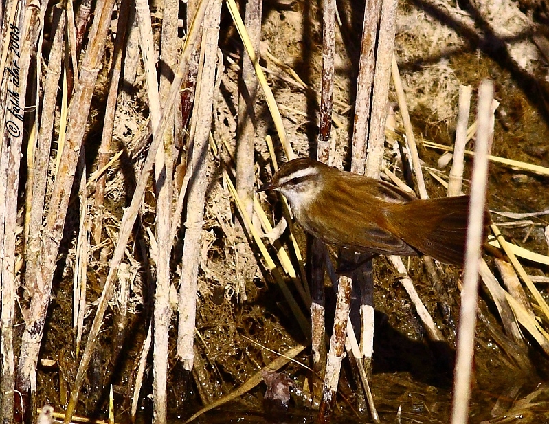 Moustached Warbler