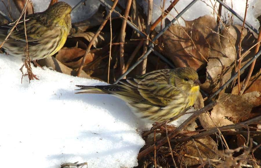 European Serin