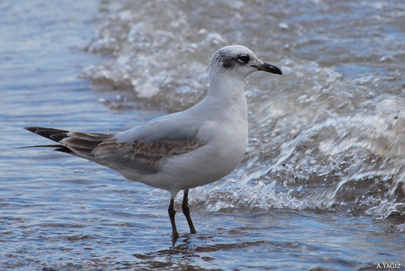 Mediterranean Gull