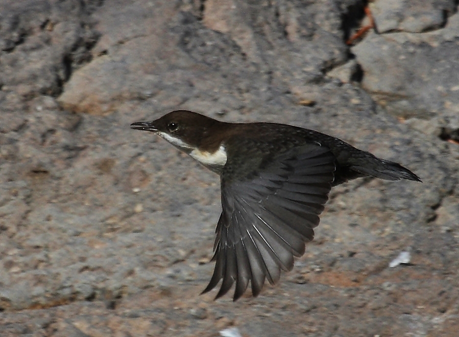 White-throated Dipper