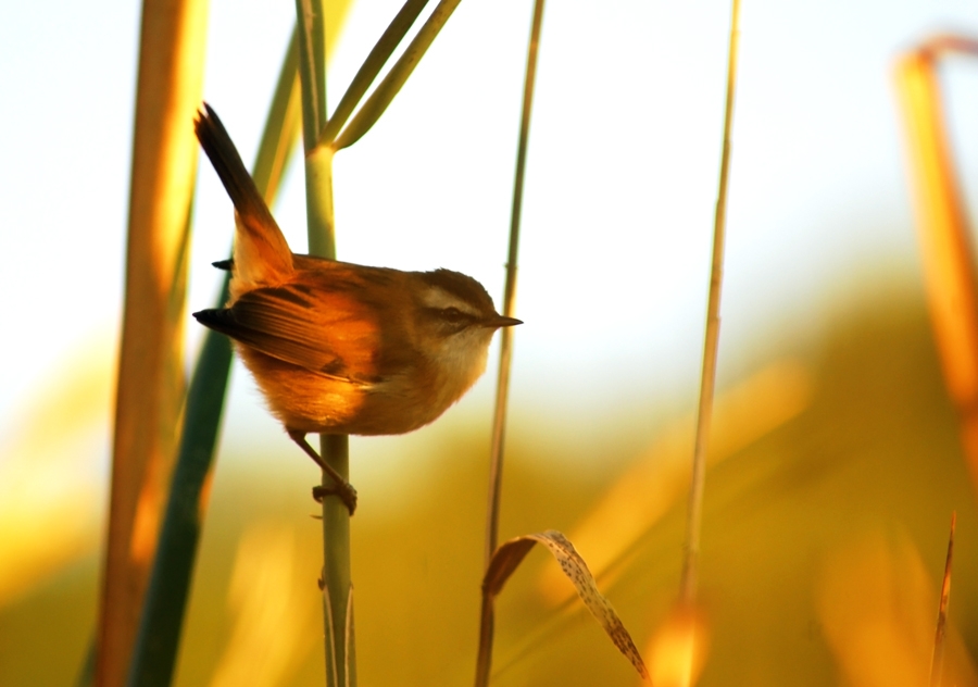 Moustached Warbler