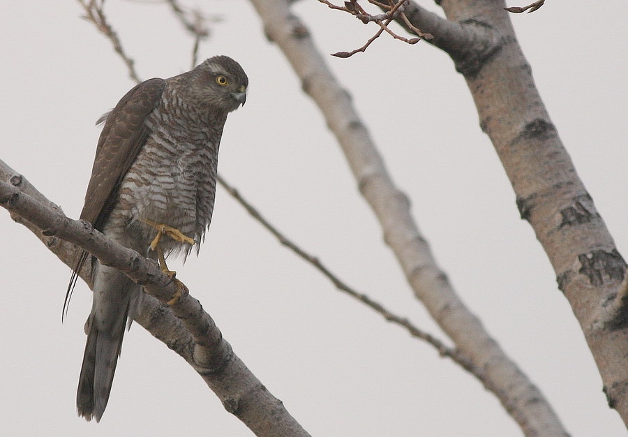 Eurasian Sparrowhawk