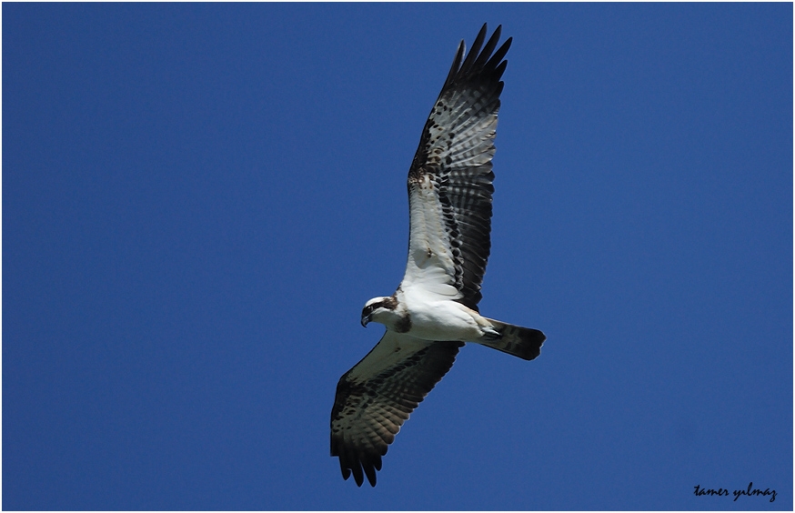 Osprey