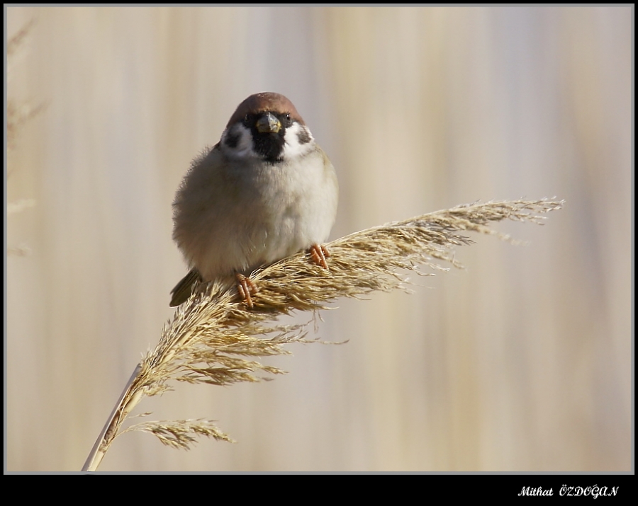 Eurasian Tree Sparrow