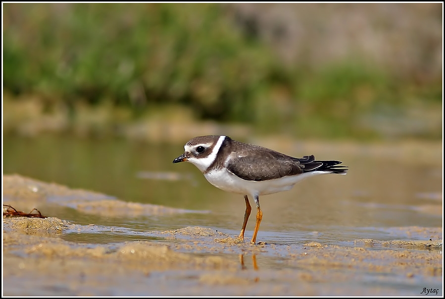Common Ringed Plover