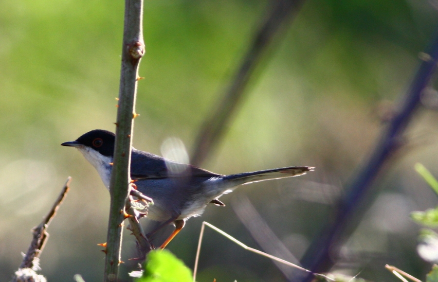 Sardinian Warbler