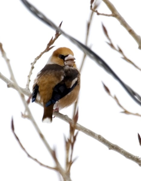 Hawfinch
