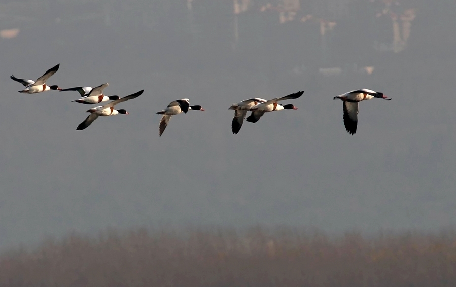 Common Shelduck