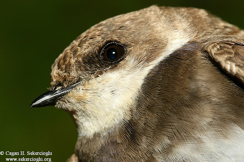 Sand Martin