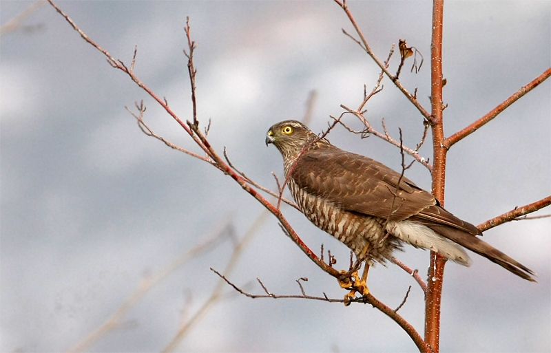 Eurasian Sparrowhawk