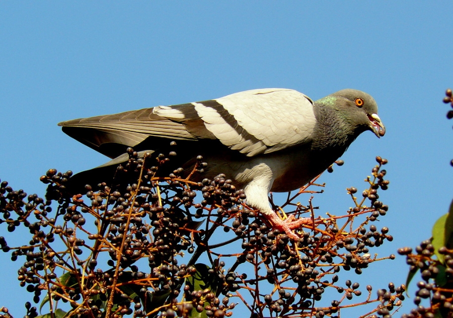 Rock Dove