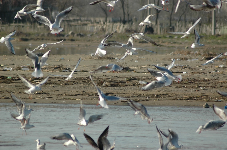 Black-headed Gull