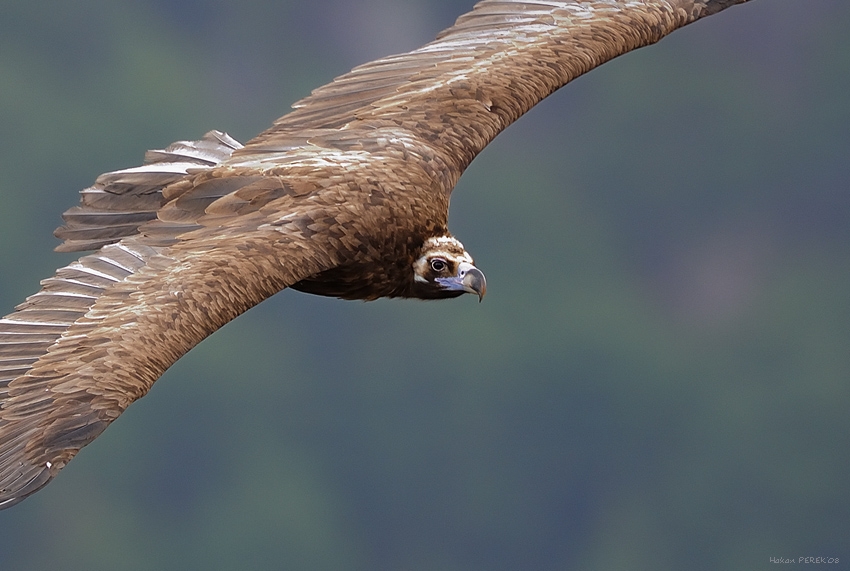Cinereous Vulture