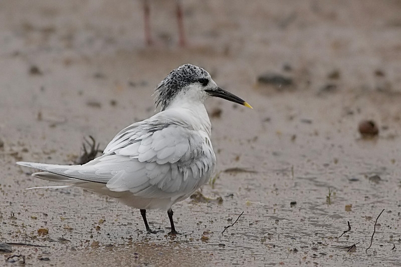 Sandwich Tern
