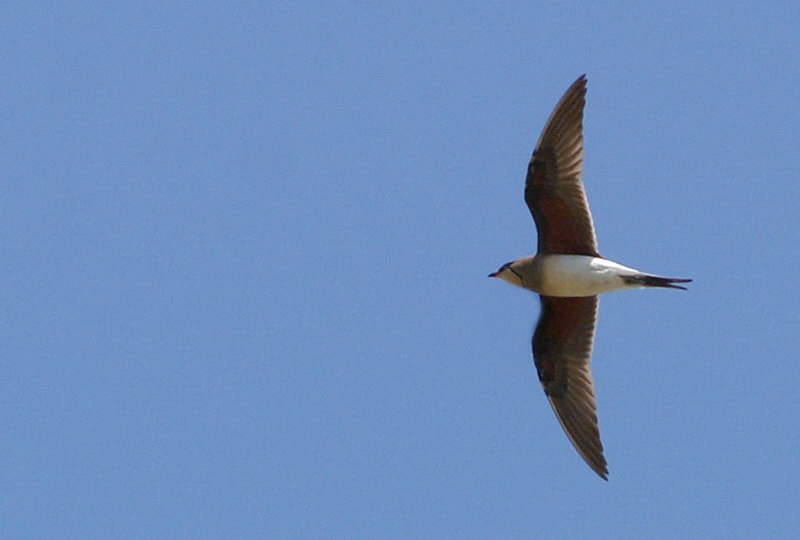 Collared Pratincole