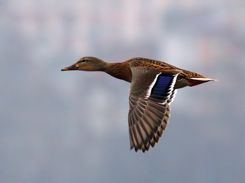 Mallard