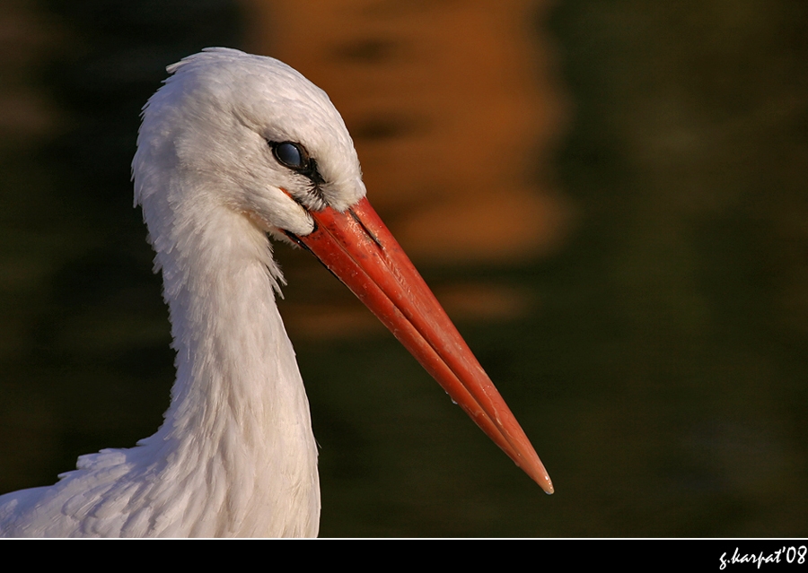 White Stork