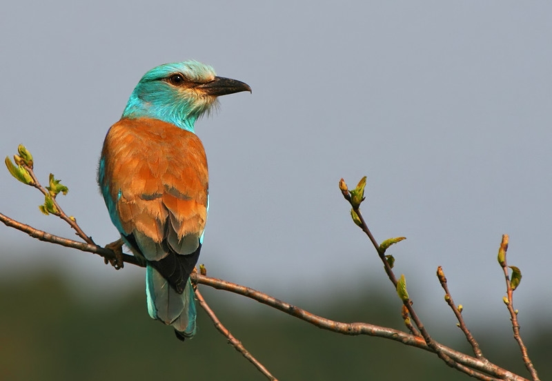 European Roller