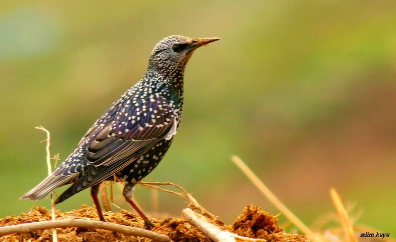 Common Starling